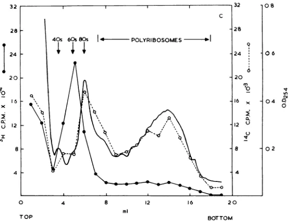 FIG. 1.sedimented[14C]uridine Fractionation ofpolyribosomes. Free polyribosomes were prepared from cells 2.25 h postinfection, through a sucrose gradient, and colkected into fractions
