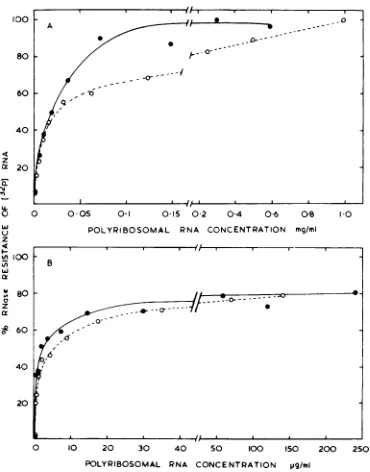 TABLE 2. Poly(A) content ofpolyribosomal RNAa