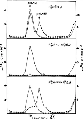 FIG. 2.inlabeledbetween Table Cesium chloride gradient analysis of the viral cores obtained from the 39 C progeny ofco-infection defective virions and wild-type or ts virus