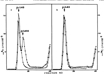 FIG. 3.R1'asRI3dvirus.type[3H]uridine/ml described Cesium chloride gradient analysis of viral cores obtained from the co-infection between defective 3 virions and type I reovirus