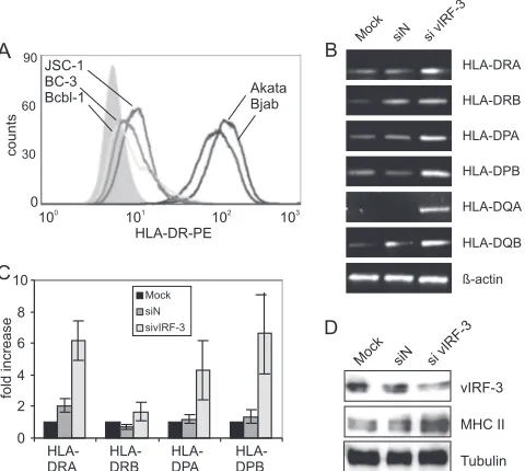 FIG. 2. Downregulation of MHC II expression upon overexpres-sion of vIRF-3. (A) Control of vIRF-3 expression in transfected BJAB