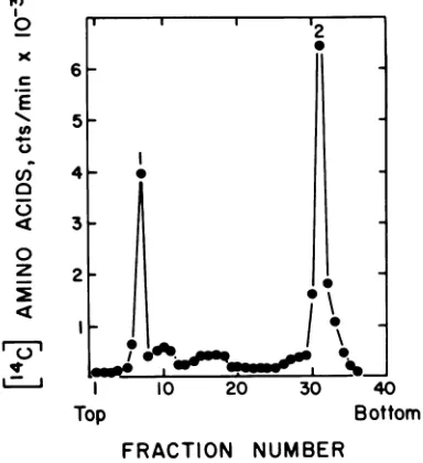 FIG.1.polymeraseprofileEnglandcoatfromRNAcell-freesynthesisandvolumeby acrylamide-SDS Polyacrylamide-SDSgelelectrophoretic ofMS2 phage proteins synthesized in vitro