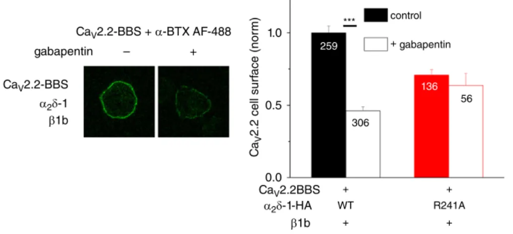 Figure 6. Ca V 2.2 cell surface expression: effect of gabapentin