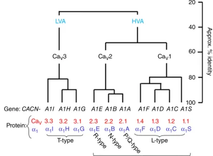 Figure 1. Calcium channel α 1 subunit homology The relationship between the 10 mammalian voltage-gated calcium channel α 1 subunits, and their gene names (black) and protein nomenclature (red and blue)