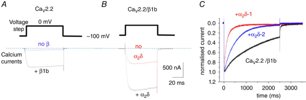 Figure 3. Examples of effects of auxiliary subunits on Ca V 2.2 calcium channel currents