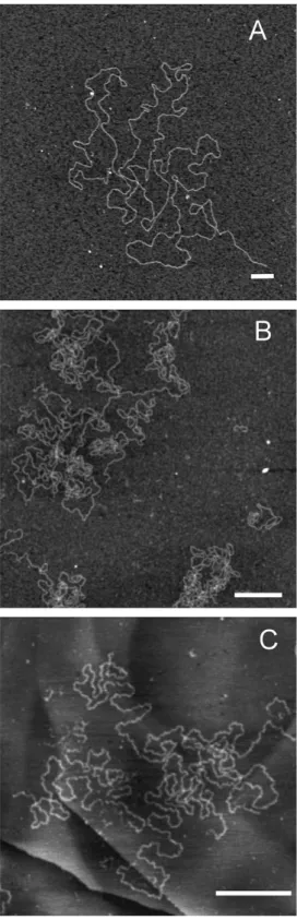 Fig. 2C and D represent images of ssDNA M13mpl8 and heated linear DNA on APTES modiﬁed mica, respectively.