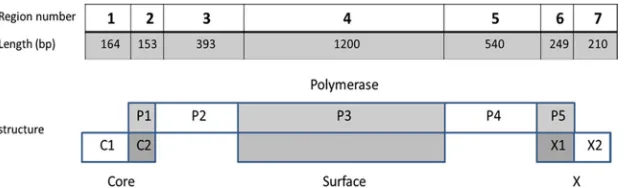 FIG. 1. Scheme of HBV genomic structure. Each HBV protein was divided into overlapping regions (C2, P1, P3, P5, Surface (the whole gene),and X1) and nonoverlapping (C1, P2, P4, X2) regions