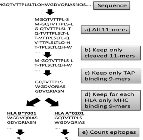 FIG. 2. Algorithm for SIR score computation. (a) Each protein isdivided into all 9-mers and the appropriate ﬂanking regions, except for