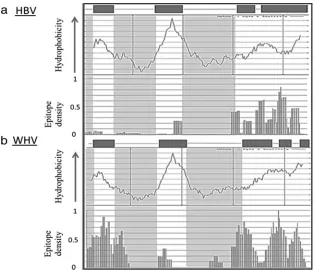 FIG. 5. Hydrophobicity-epitope density correlation in surface. Epitope number (normalized by HLA allele frequency) and hydrophobicity score(by the Kyte and Doolittle hydrophobicity scale) per position in the surface protein of HBV (a) and WHV (b)