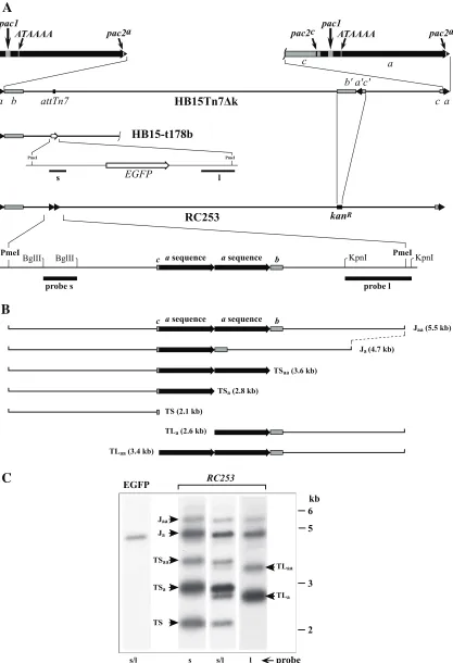 FIG. 1. The HCMV ectopic cleavage site system. (A) The genome of wild-type BAC-derived virus HB15Tn7�the replacement of theterminalthe genomes of virus HB15-t178b, illustrating the insertion of an EGFP expression cassette (open arrow) at thek is shown at t