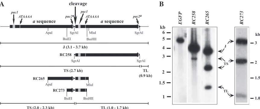 FIG. 2. Analysis of fragments spanning the junction between two abelow were tested as ectopic cleavage sites