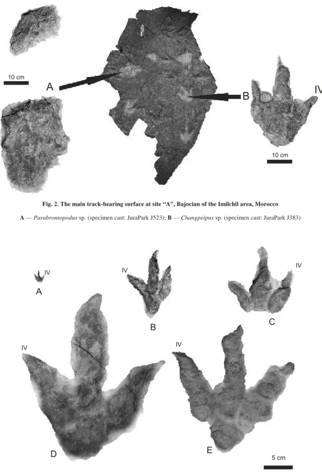 Fig. 2. The main track-bear ing sur face at site “A”, Bajocian of the Imilchil area, Mo rocco A — Parabrontopodus sp