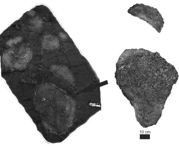 Fig. 4. Parabrontopodus sp. (no casts made) from site “B” Bathonian of the Imilchil area, Mo rocco