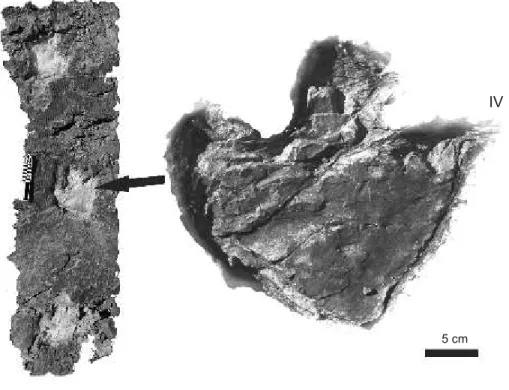 Fig. 5. cf. Stegopodus sp.  (spec i men  cast:  JuraPark J388) from site “C”,  Bathonian of the Imilchil area, Mo rocco