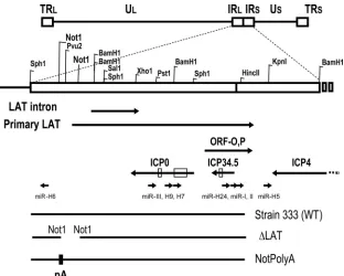 FIG. 1. Schematic diagram of herpes simplex virus 2 (HSV-2) latency-associated transcript (LAT) region and HSV-2 LAT-associatedmicroRNAs (miRNAs)