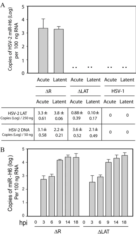 FIG. 2. The LAT promoter and the ﬁrst 220 bp of LAT exon Iregion are required for efﬁcient expression of miR-H6 in both acutely