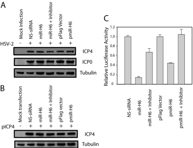 FIG. 6. HSV-2 miR-H6 had minimal effect on HSV-2 ICP4 expression. (A) HSV-2 miR-H6 did not inhibit HSV-2 ICP4 expression in cellsinfected with HSV-2