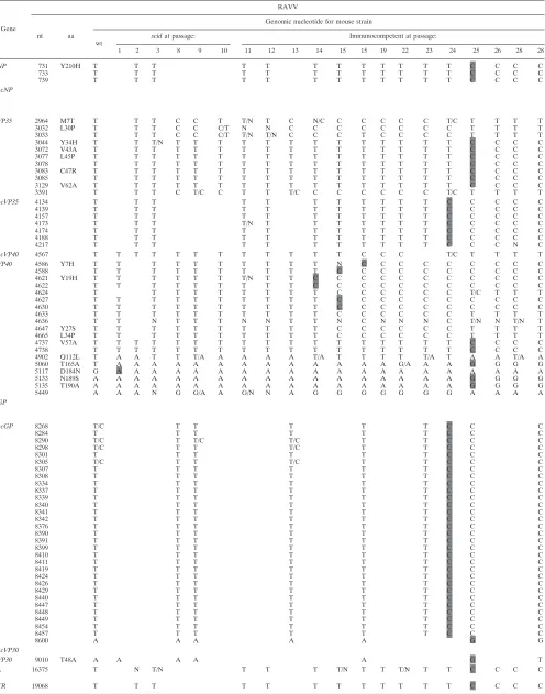 TABLE 1. Lethal mouse MARV and RAVV variant mutations throughout serial transfer passagesa