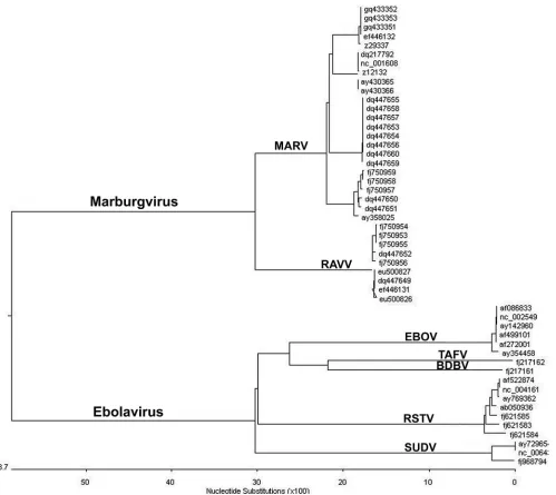 FIG. 3. Cladogram of evolutionary relationships predicted from the multiple-sequence alignment of full-length ﬁloviruses