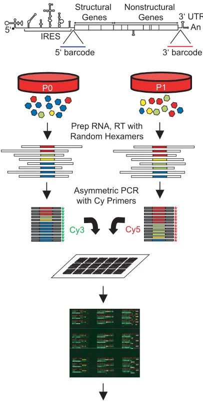 FIG. 1. Overview of the barcode microarray platform. A library ofdistinct viral subpopulations is generated by insertion of 20-nucleotide