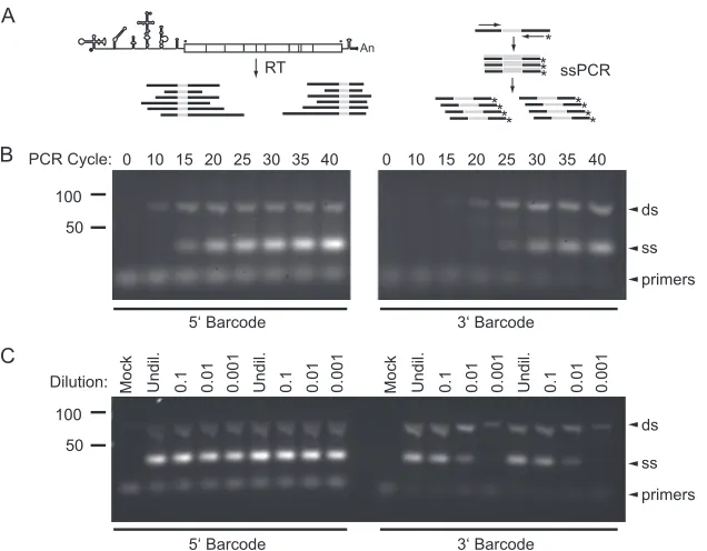 FIG. 4. Ampliﬁcation and labeling of barcode tags by RT-ssPCR. (A) Protocol schematic