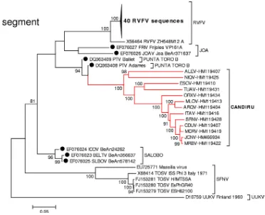 FIG. 2. Phylogenetic analysis of the available sequences of phlebovirus L ORF. A set of 66 L phlebovirus sequences comprising all partial orcomplete sequences from GenBank available on 1 October 2010 were aligned using the CLUSTAL algorithm (as implemented in the MEGA