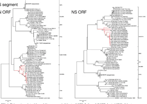 FIG. 4. Phylogenetic analysis of the available sequences of phlebovirus S ORF. (Left panel) N ORF