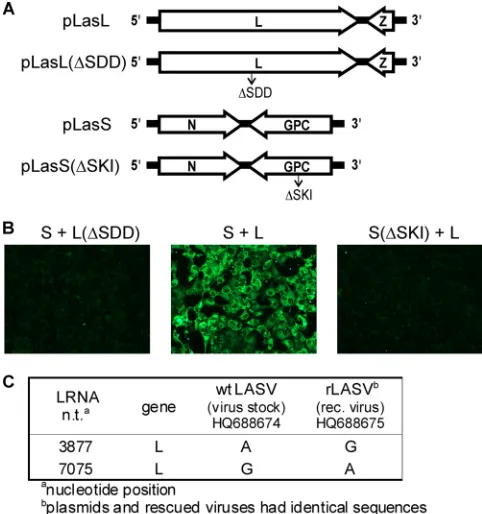 FIG. 1. (A) Schematic of plasmids used to generate fully infectiousLASV. (B) Recombinant (rec.) viruses were generated in BSRT7/5