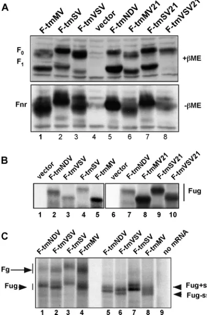 TABLE 1. Cleavage efﬁciency and cell surface expression ofmutant proteins