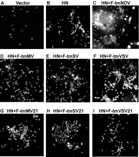 FIG. 3. Surface expression of wild-type and mutant F proteins. (A) Flow cytometry analyses of the levels of surface expression of three mutantproteins compared to that of the wild-type protein, detected by the binding of anti-NDV antibody after transfectio