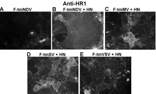 FIG. 9. Effect of HN protein expression on anti-HR1 binding to surface-expressed mutant F proteins