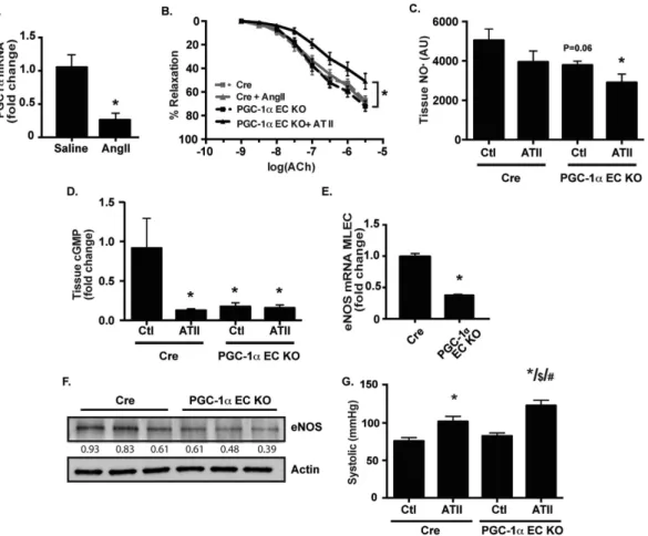 Figure 1.  Loss of endothelial PGC-1α leads to reduced NO •  bioactivity. (A) WT mice received a pressor  dose of Angiotensin II (ATII; 1 mg/kg; 7 days)