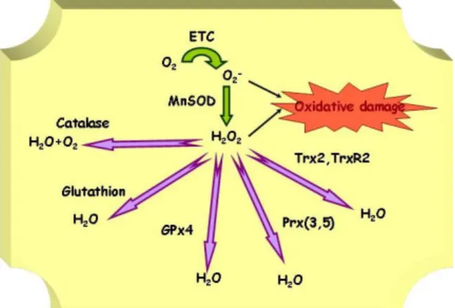 Figure 1. Main mitochondrial ROS detoxification  enzymes. 