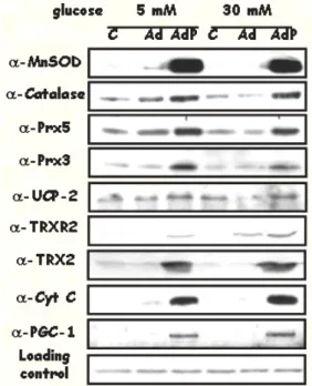 Figure 2. High glucose increases mitochondrial ROS  production leading to oxidative stress and endothelial  dysfunction