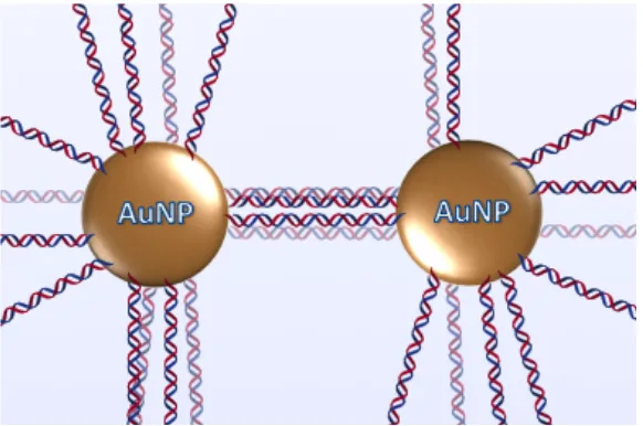 Figure 1.2: Two gold nanoparticles functionalized with oligonucleotides. 