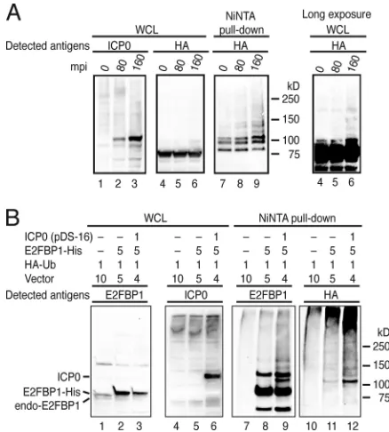 FIG. 2. ICP0 induces polyubiquitylation of E2FBP1. (A) The levelof polyubiquitylated E2FBP1 increased during the immediate-early