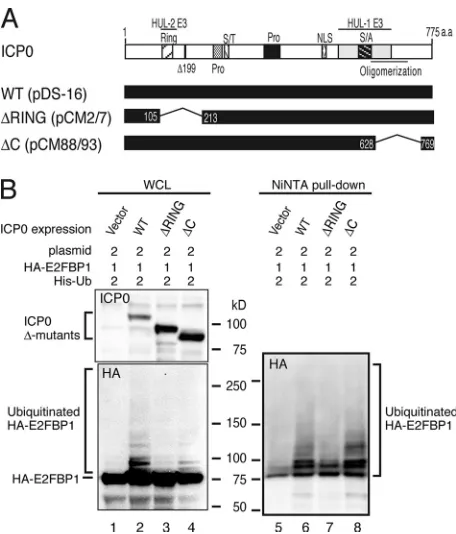 FIG. 3. ICP0 mediates polyubiquitylation of E2FBP1 through itsRING/HUL-2 domain. (A) Schematic representation of ICP0 and its