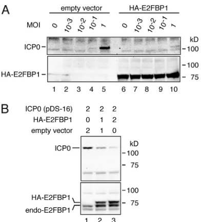 FIG. 5. Accumulation of E2FBP1 or ICP0 in HSV-1-infected cellsis affected by the level of the other