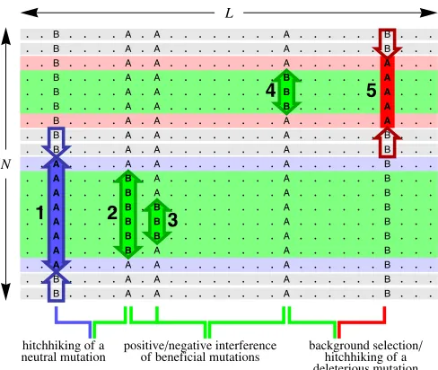 Figure 1 Interference interactions of mutations in linked genomes. Ourmodel describes the evolution of N individuals with two-nucleotidegenomes of length L