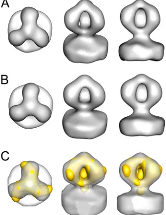 FIG. 2. WT spike structure shown in top (left), oblique (middle),and side (right) views