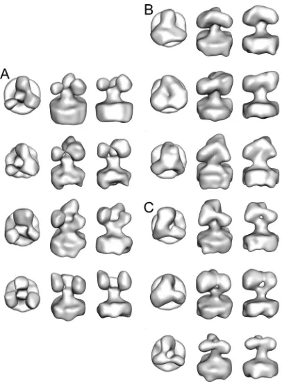 FIG. 3. Ten class averages from the �in top (left), oblique (middle), and side (right) views