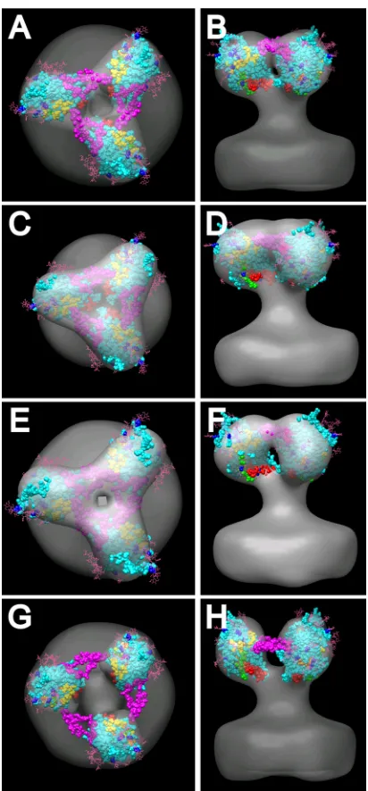 FIG. 7. Fitting of the SIV gp120 atomic structures (PDB 3FUS)with an added V3 loop (from PDB 2B4C) into the symmetry-enforced