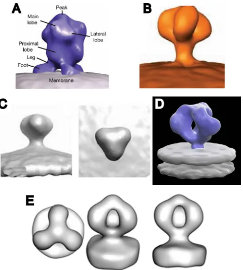 FIG. 8. Comparison of published structures for the Env spikesfrom intact HIV and SIV virions