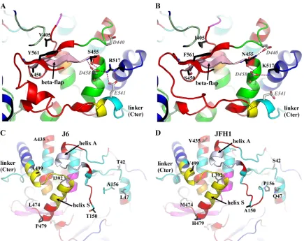 FIG. 5. Comparison of polymorphisms in J6_NS5B and JFH1_NS5B. J6_NS5B (left) and JFH1_NS5B (crystal form O, right) are displayed asribbons and colored as in Fig