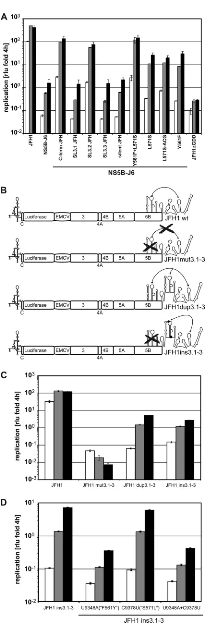 FIG. 6. Functional analysis of mutations in the C-terminal segmentof the NS5B-coding region