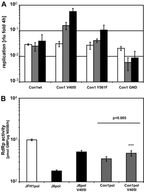 FIG. 8. A critical residue in JFH1 NS5B enhances replication andRdRp activity of a genotype 1b isolate (Con1)