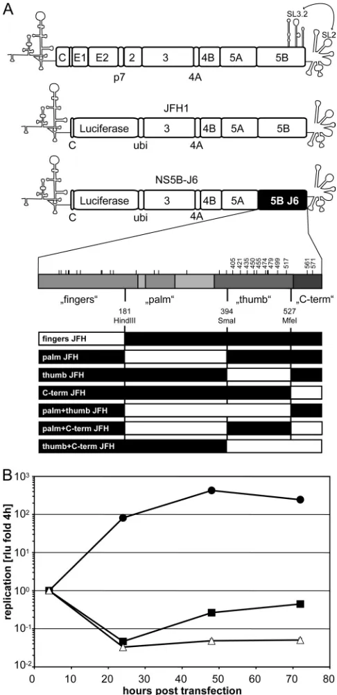 FIG. 1. Structure of monocistronic replicons and importance of theNS5B gene for efﬁcient JFH1 replication