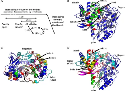 FIG. 4. Comparisons involving the high-resolution structures of subtype 2a NS5B reported in this paper