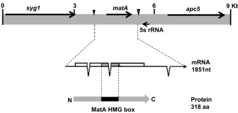 Figure 1 Genetic context of theshown. Solid triangle indicates the reference transcriptional start site 1(TSS1), the start of the transcriptional unit