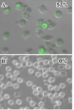 FIG. 4. PRRSV infects porcine macrophages but not pDC.ZMAC-4 cells (A) or purity-sorted pDC (B) were cultured with